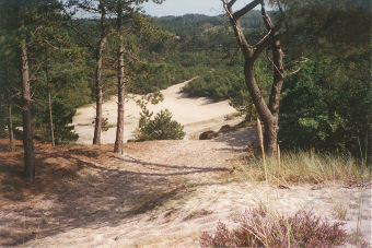 Schoorlse duinen