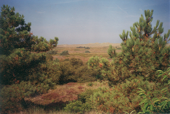 Schoorlse duinen